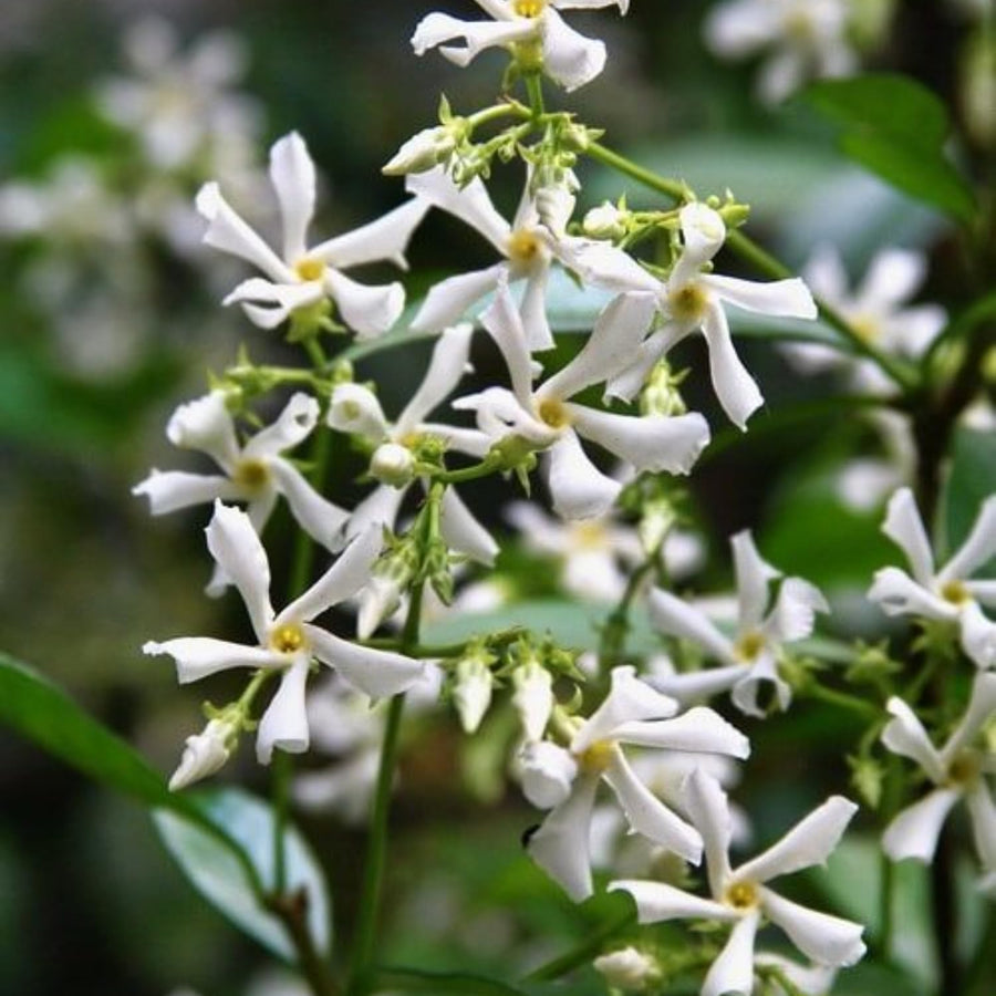 Jasmine Plant Live, White Fragrant Jasmine Flowering Vine, 4-7 Inches, Flowers for Home Garden, Balcony, Trellis (Star Jasmine)