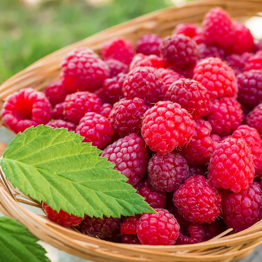 Large Raspberry Plants Live for Planting, 10 Months Old Raspberry Bushes Ready to Plant Outdoor, Cold Hardy for Year-Round Planting