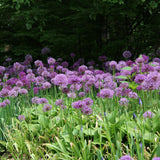 3 Allium Bulbs for Planting, Allium Gladiator Bulbs, Purple Blooming Onion Flowering Perennial for Spring and Summer Garden