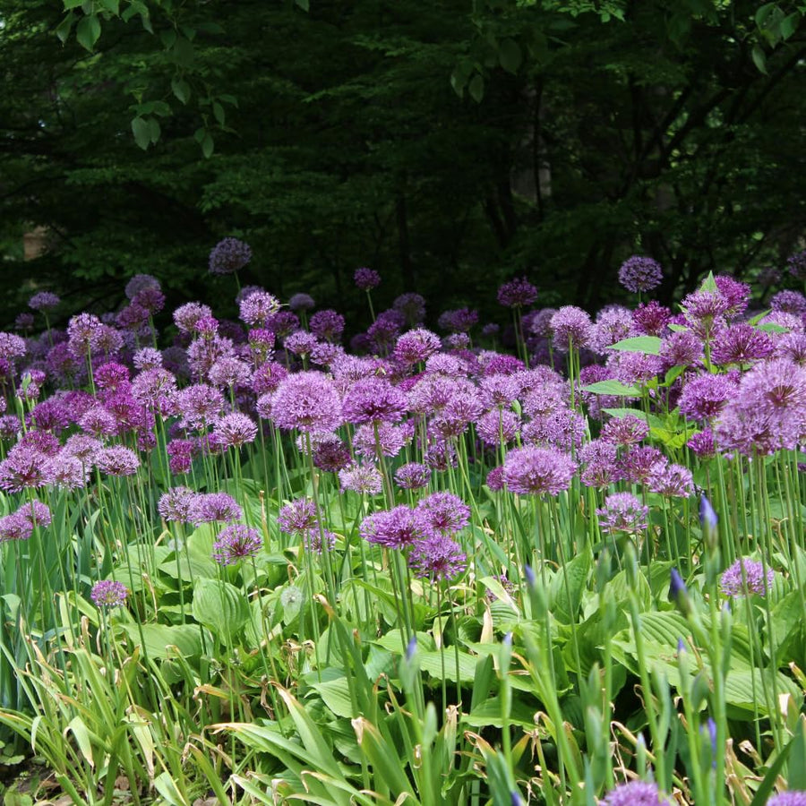 3 Allium Bulbs for Planting, Allium Gladiator Bulbs, Purple Blooming Onion Flowering Perennial for Spring and Summer Garden