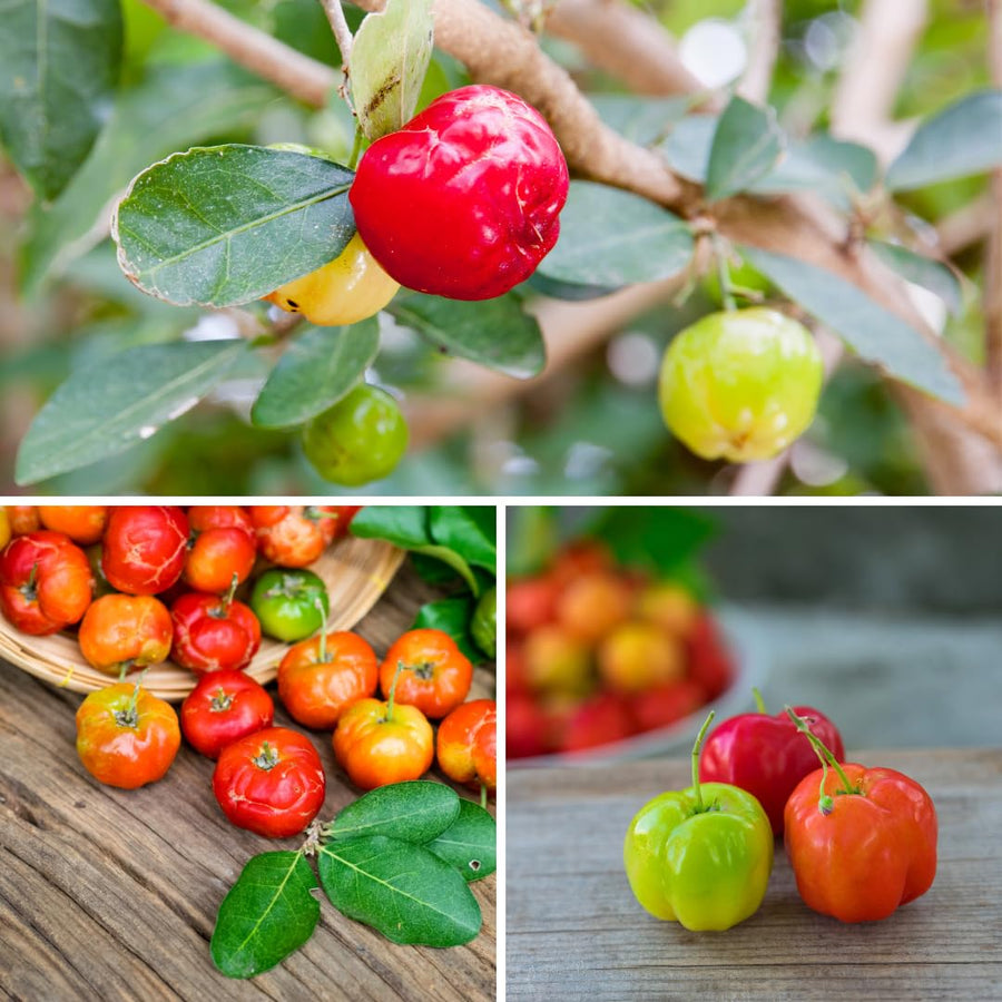 Live Barbados Cherry Tree Plant, Acerola Barbados Cherry Fruit Tree, 2 Feet Tall, Ready for Planting