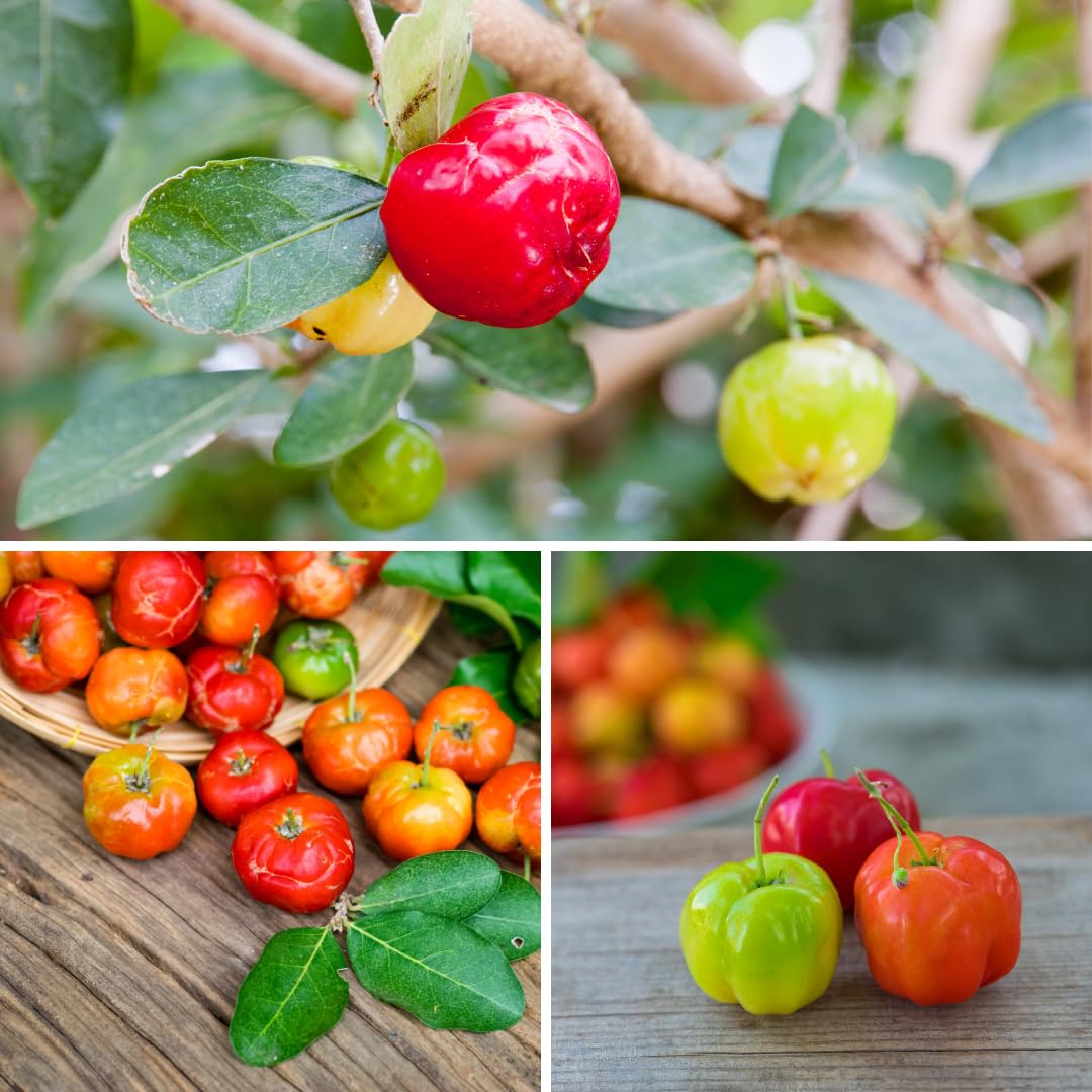 Live Barbados Cherry Tree Plant, Acerola Barbados Cherry Fruit Tree, 2 Feet Tall, Ready for Planting