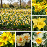 10 Pack Mixed Bulbs, Tulips and Daffodils Flower Bulbs, Colorful Spring for Outdoor Planting