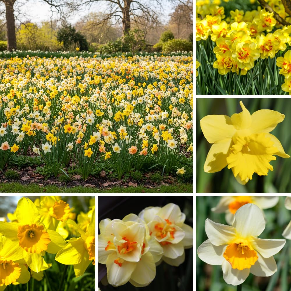 10 Pack Mixed Bulbs, Tulips and Daffodils Flower Bulbs, Colorful Spring for Outdoor Planting