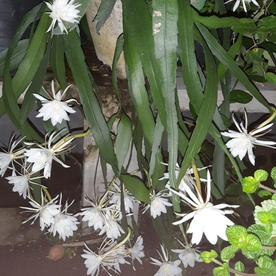 2 Queen of the Night Live Plant in 4 Inch Pot, Orchid Cactus Seedling, 3-6 Inches Tall, Night Blooming Flower Plant