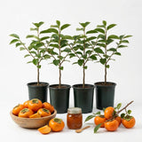 Pack 4 Seedlings of Persimmon Trees Live Plants Dormant, High Yield, 6-12" in Tall, Well Rooted and Bare Root, Cold Hardy American Persimmon