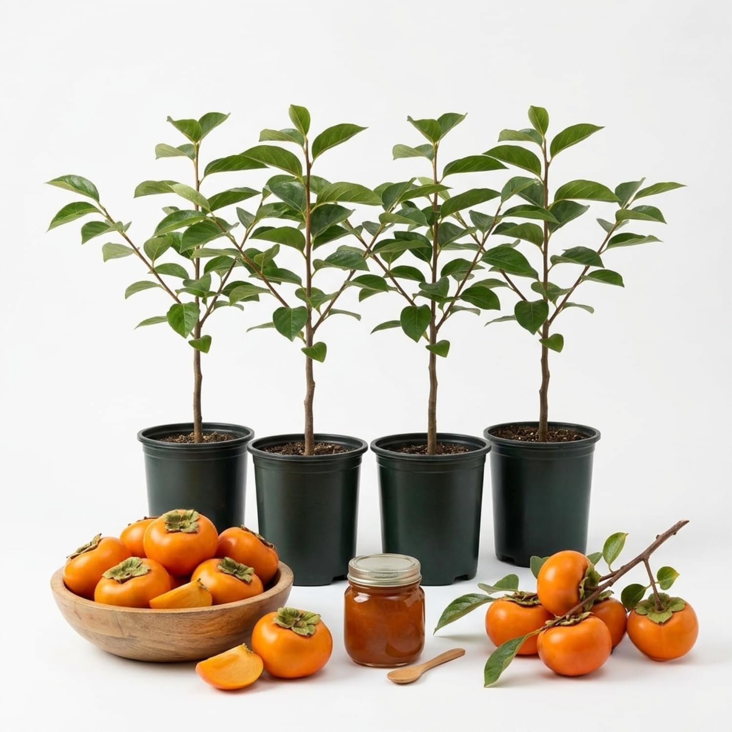 Pack 4 Seedlings of Persimmon Trees Live Plants Dormant, High Yield, 6-12" in Tall, Well Rooted and Bare Root, Cold Hardy American Persimmon