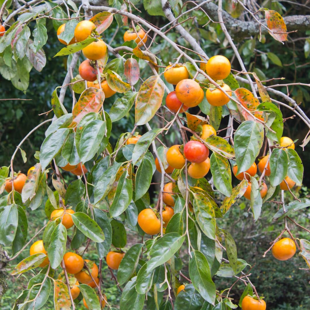 American Persimmon Trees Live Plants, Quart Pot Size, 6-12" Tall Well Rooted for Planting Outdoor, Zones 7-9, Well Rooted Tree