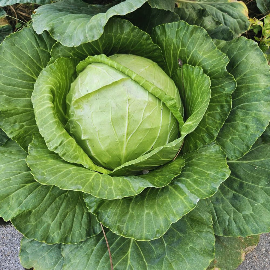 2 Cabbage Plants Live Potted, Cabbage Vegetable Live Plant Home Garden Outside, 3 to 5Inc in Height