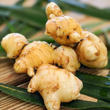 Ginger Plant Live for Planting, Hawaiian Ginger Flower Plant, Tropical Ginger Plant Well-Rooted for Indoor Outdoor Growing, 5-9" Tall (Ginger Zingiber)