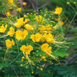 Yellow Mexican Bird of Paradise Plant Live in Pot, Well-Rooted Seedling for Outdoor Growing, Peacock Plant