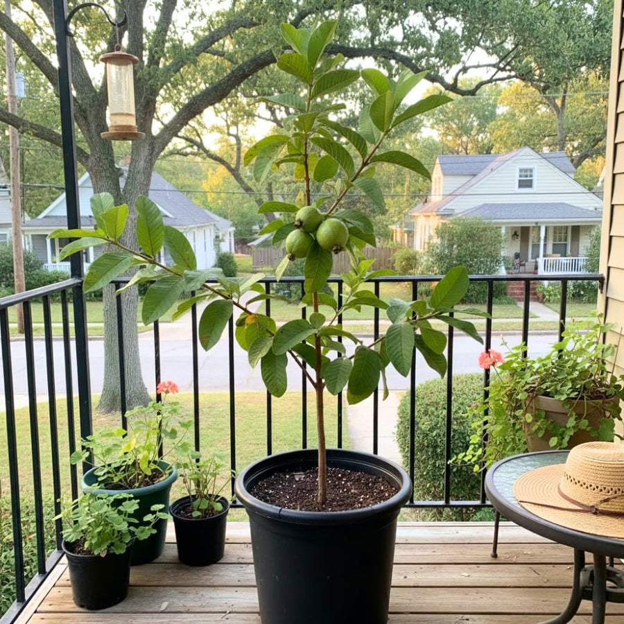 White Guava Tree Live Plant, Guava Plant Live, 8 to 10 Inches Tall, Sweet Tropical Fruit Tree for Indoor Outdoor Growing