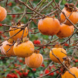 Common Persimmon Trees Live Plants Seedlings, 8-15 Inches Dormant in Winter, Outdoor Planting, Cold Hardy