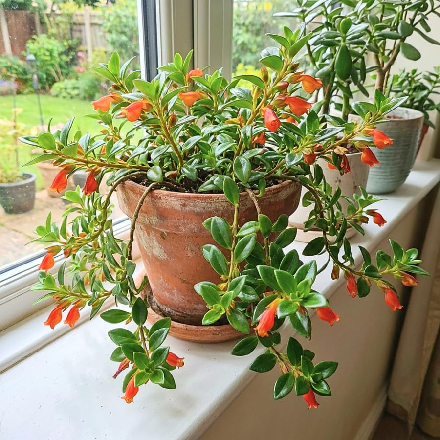Goldfish Plants Live Houseplants, 4-7 Inches Tall in 4 Inch Pot, Trailing Goldfish Plant Live, Bright Orange Flowers Indoor Plant for Home Decor