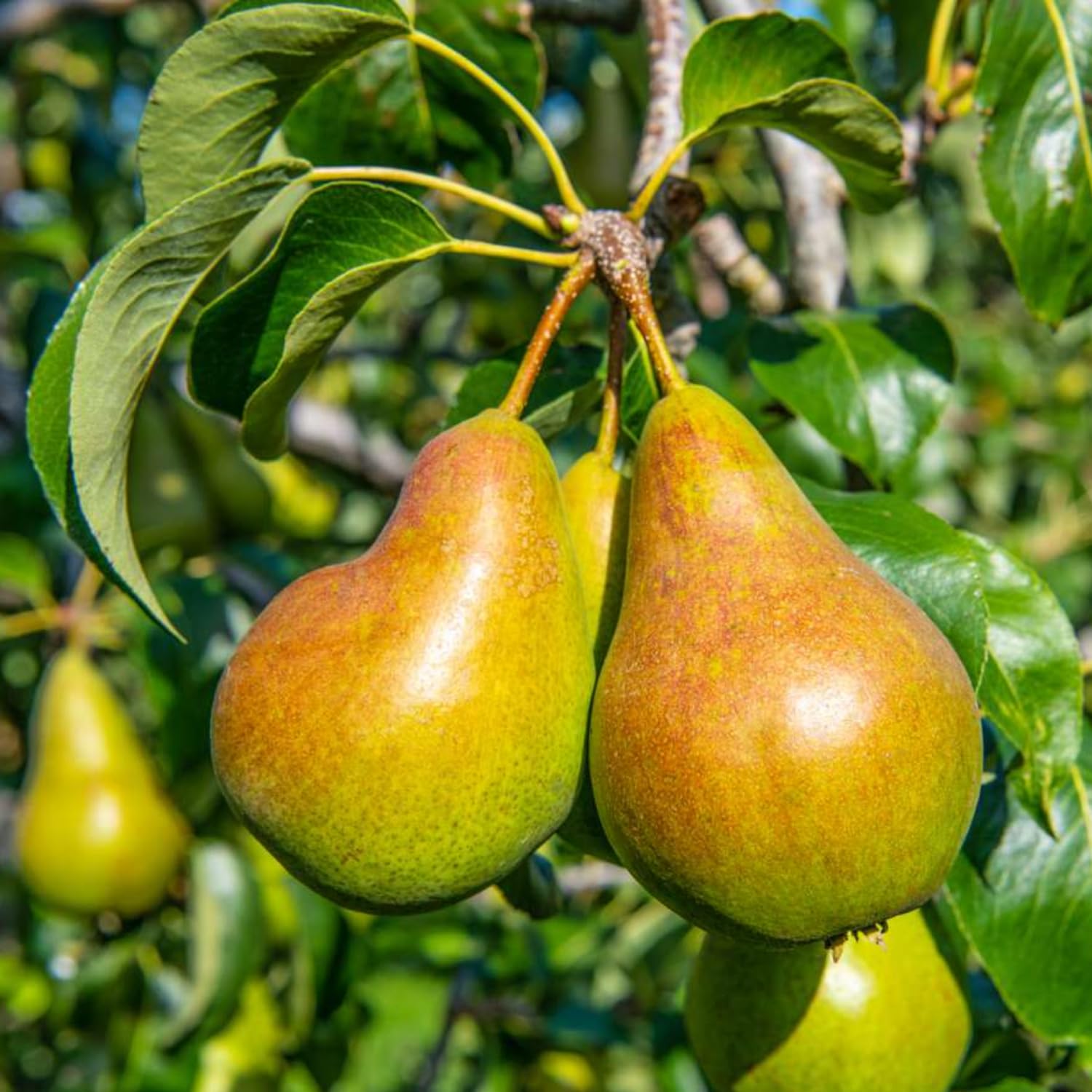 Pear Tree Live Plant 2 to 3 Feet Height, Bareroot, Pear Fruit Tree Plant Live, Pear Plant Live for Planting, Live Pear Tree