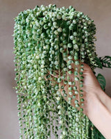 String Plant Live 4 Inch Pot, Rare Succulents Plants in Hanging Baskets, Trailing Succulent Houseplant for Home Office (String of Pearls)