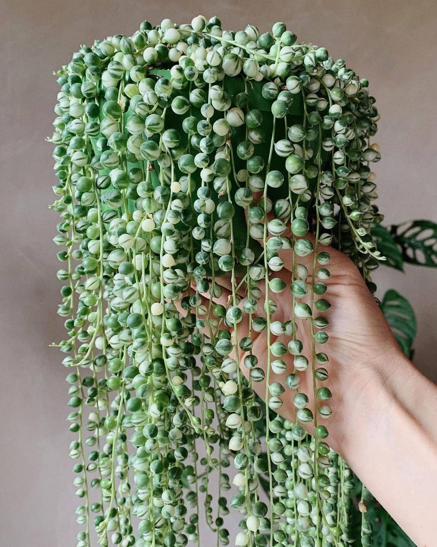 String Plant Live 4 Inch Pot, Rare Succulents Plants in Hanging Baskets, Trailing Succulent Houseplant for Home Office (String of Pearls)