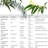 Fragrant Starter Eucalyptus Tree Plant Live, 5-8 Inches Tall, Dormant, Fragrant Leaf for Home Decor, Ready for Transplant (Baby Blue)