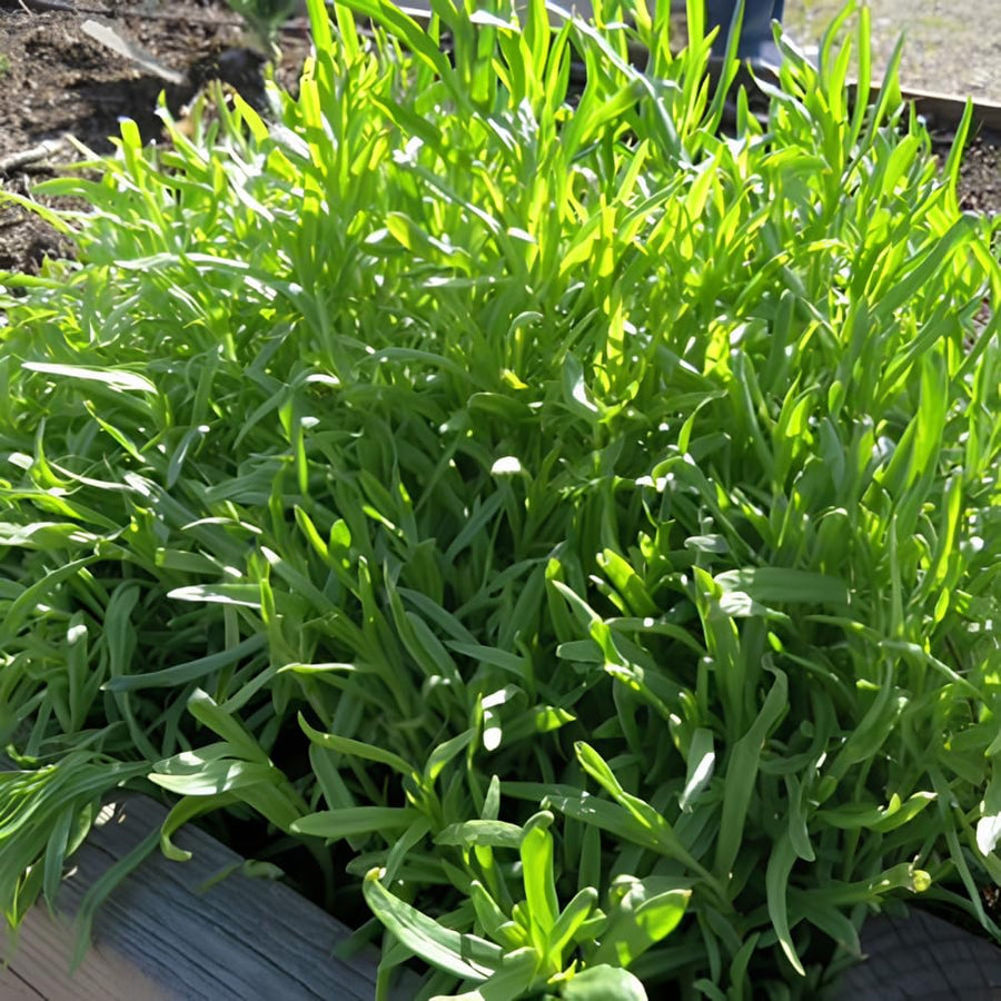 2 Texas Tarragon Live Plants, Texas Tarragon Herb Plant, 4 to 6 Inches Tall, Well Rooted Herb Plants for Growing