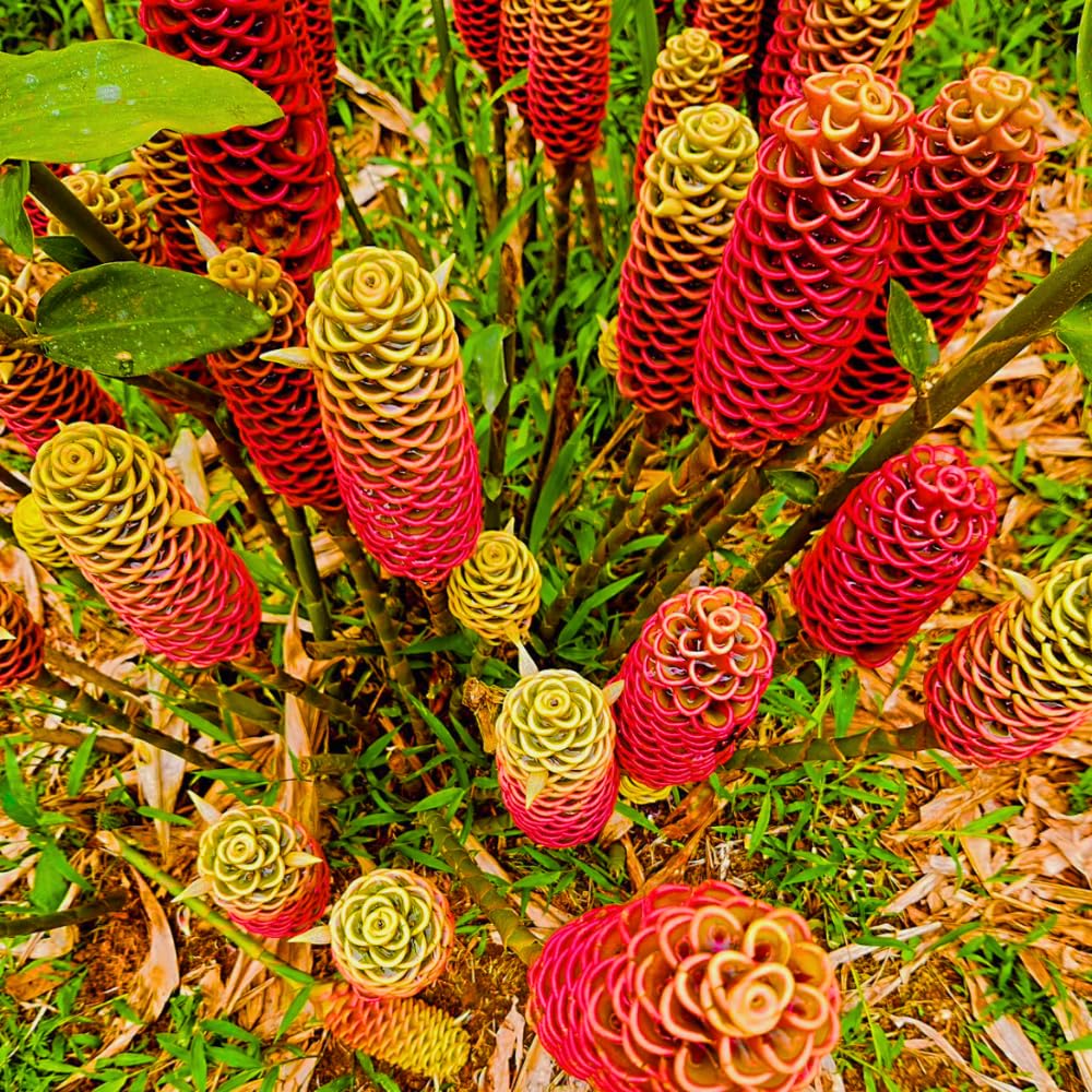 5-9" Awapuhi Shampoo Ginger Plants Live, Zingiber Zerumbet Pinecone Ginger Plants, Red Ginger Lily Flowers Outdoor Growing
