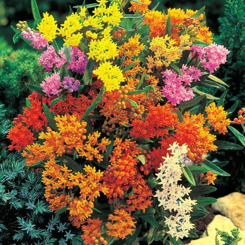 2 Mikweed Live Plants, Asclepias Tuberosa Perennial Flowers Plants, Tropical Butterfly Milkweeds 4-8 Inch for Outdoor Garden (Assorted)