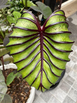 Bright Green Black Colocasia Plants, 3-6" Elephant Ear Esculenta Taro Alocasia Live Plant for Outdoor Planting, Alocasia Plants Bare Root, No Pot, Live Colocasia Houseplant