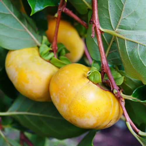 Persimmon Trees Live Plants Dormant, 1 Year Old Well Rooted Seedling 6-13" Tall, Sweet Fruit American Persimmon for Outdoor Planting