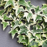 Variegated Ivy Plant, 6 Inch Pot, Hardy English Ivy Groundcover Houseplant