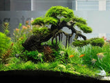 100 Aquarium Grass Seeds for Planting, Aquatic Plant Seeds Live Aquarium Plants, Aquarium Grass Plants