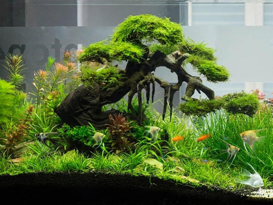 100 Aquarium Grass Seeds for Planting, Aquatic Plant Seeds Live Aquarium Plants, Aquarium Grass Plants