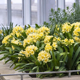 Yellow Clivia Plant Live, Clivia Flower Plant, 6-8 Inches Tall in 6 Inches Pot, Bush Lily Plant for Outdoor Garden
