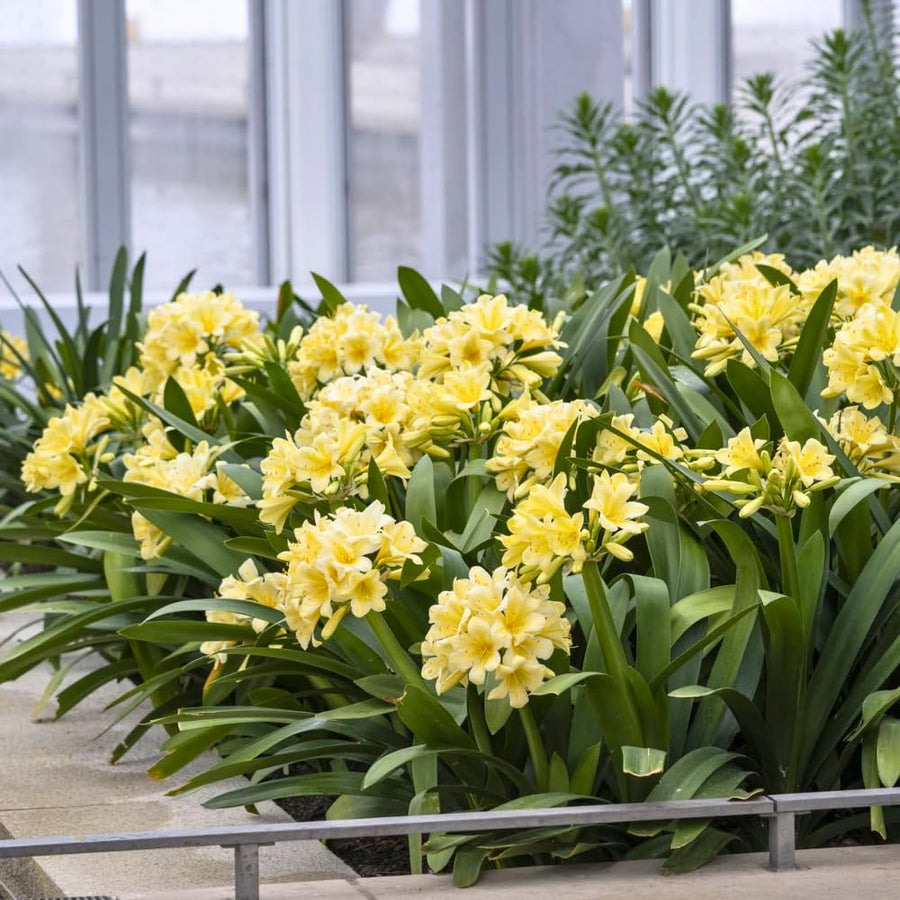 Yellow Clivia Plant Live, Clivia Flower Plant, 6-8 Inches Tall in 6 Inches Pot, Bush Lily Plant for Outdoor Garden