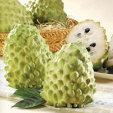 Live Custard Apple Tree, 2-3 Feet Tall Sugar Apple Fruit Plant in 1 Gallon Pot