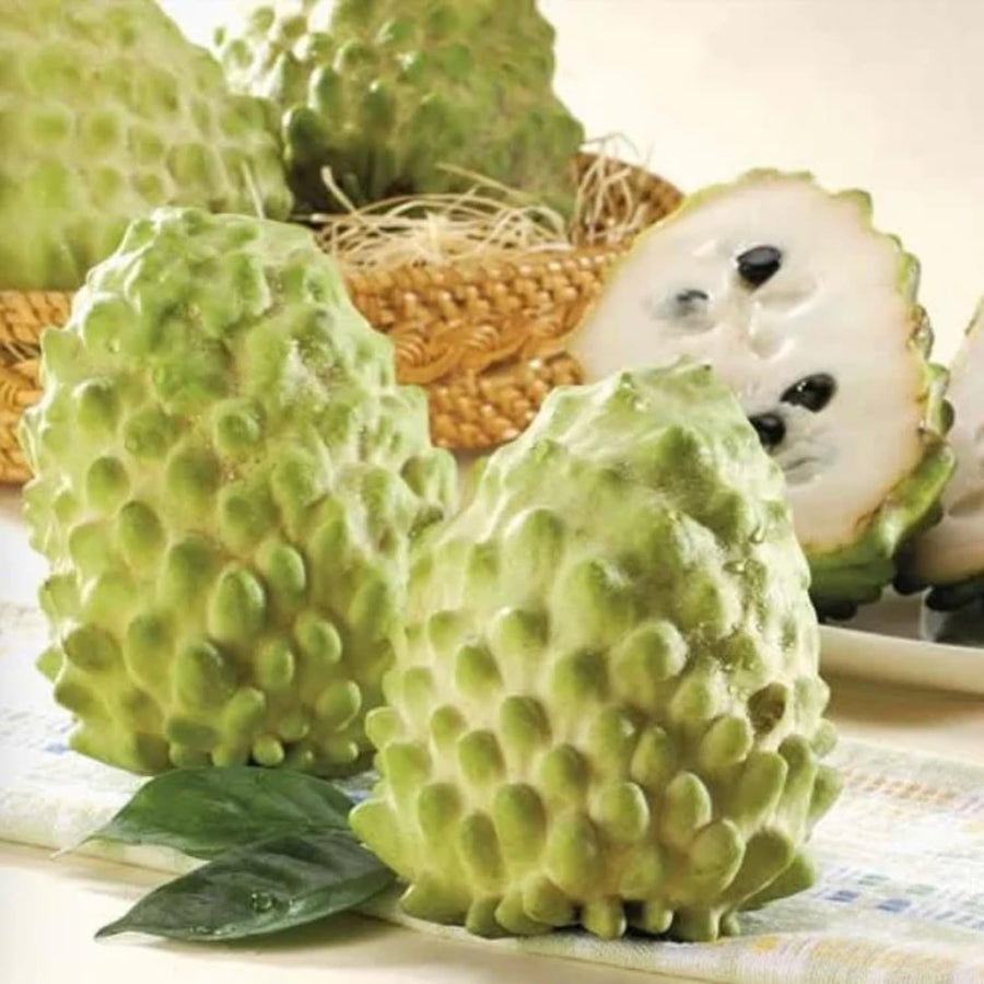Live Custard Apple Tree, 2-3 Feet Tall Sugar Apple Fruit Plant in 1 Gallon Pot