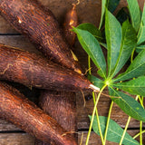 Sweet Yuca Cassava Plant Live, Cassava Plant Well Rooted 4 Inch Pot, Annual Vegetable Roots for Growing