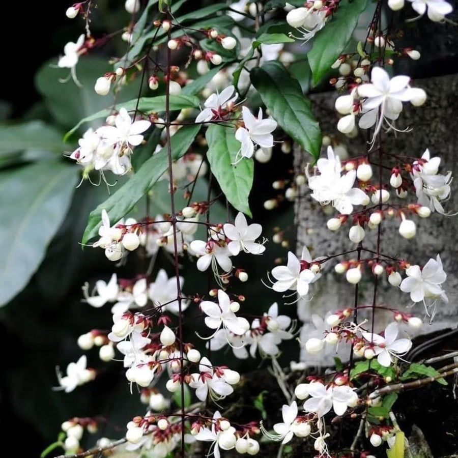 1 Clerodendrum Wallichii Smithianum Plant 5-9 Inc Tall - Light Bulb White Chain of Glory Light Clerodendrum Live Plant - Great for Beautifying Indoor and Outdoor Spaces