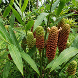 2 Awapuhi Shampoo Ginger Live Plant, Zingiber Zerumbet Pinecone Ginger Lily, 3-5 Inch Tall, Rooted Live Plant for Outdoor Planting