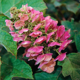 Ruby Hydrangea Plant Live, 4 Inch Pot, 6–12" Tall Cold Hardy Hydrangea Shrub