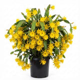 2 Yellow Epiphyllum Orchid Cactus Live Plants, 6-8" in Tall Succulent for Indoor Outdoor Home Decor, Cold Hardy, Spring Planting