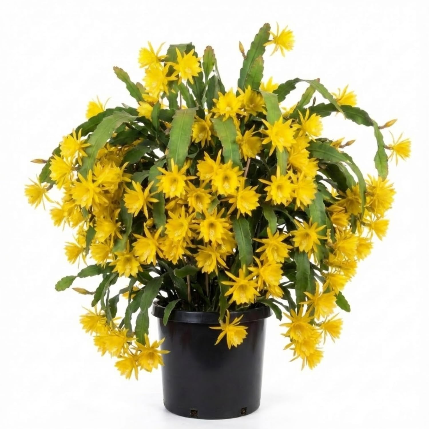 2 Yellow Epiphyllum Orchid Cactus Live Plants, 6-8" in Tall Succulent for Indoor Outdoor Home Decor, Cold Hardy, Spring Planting