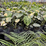 Philodendron Plant Live, Rare Tropical Variegated Live Indoor Houseplant for Home Office, 5-8" Tall, No Pot (Variegated Philodendron Monstera Constellation)