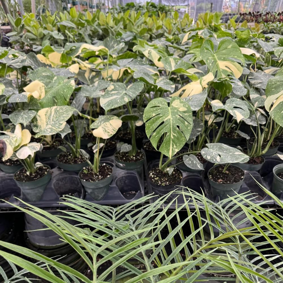 Philodendron Plant Live, Rare Tropical Variegated Live Indoor Houseplant for Home Office, 5-8" Tall, No Pot (Variegated Philodendron Monstera Constellation)