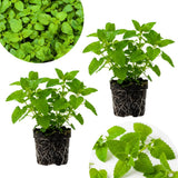 Set 2 Catnip Plants Live, Catnip Live Plants, 4-6 Inc Tall, Fragrant Herb Plant for Indoor Outdoor Containers and Herb Gardens