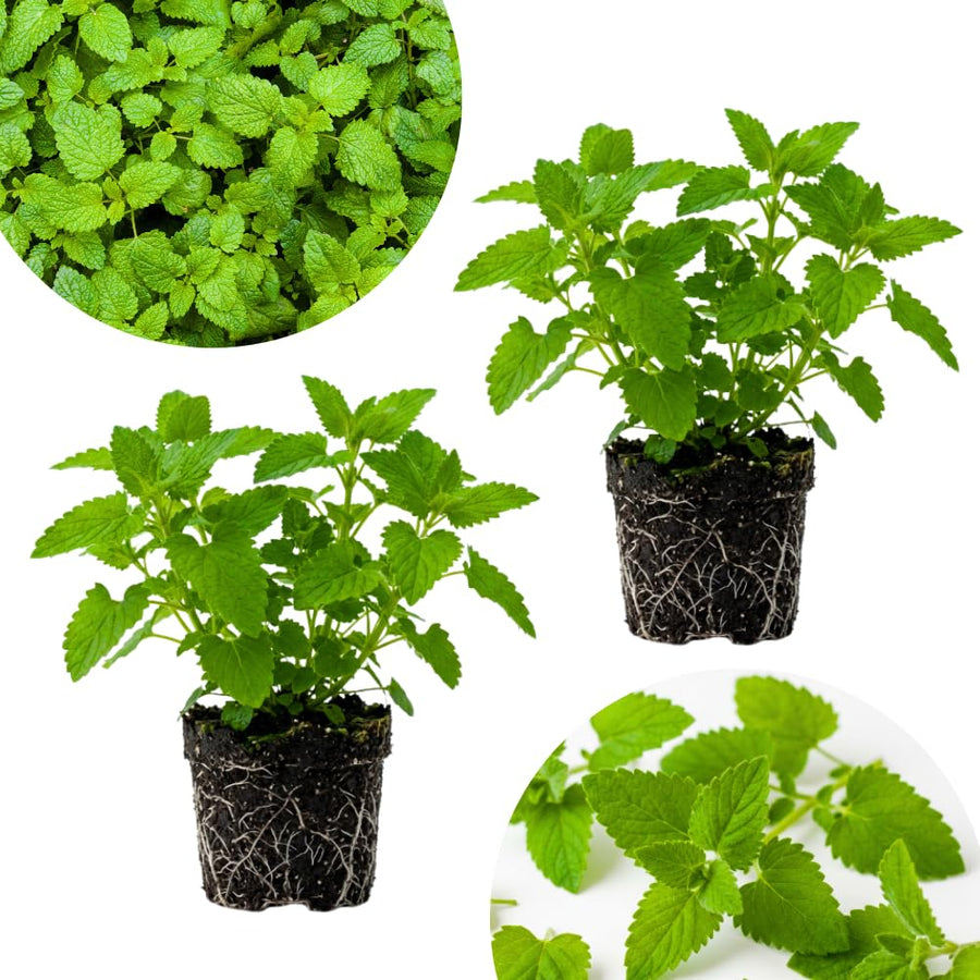 Set 2 Catnip Plants Live, Catnip Live Plants, 4-6 Inc Tall, Fragrant Herb Plant for Indoor Outdoor Containers and Herb Gardens