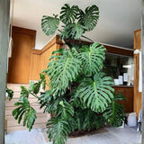 Monstera Deliciosa Live Plant Potted, Split Leaf Swiss Cheese Tropical Plants Houseplant Decor, Come in 4" Pot