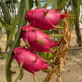 Live Red Dragon Fruit Plant, Rare Sweet Fruit Tree 1.5-2 Feet Tall, Dragon Fruit Vine for Planting in Containers or Gardens