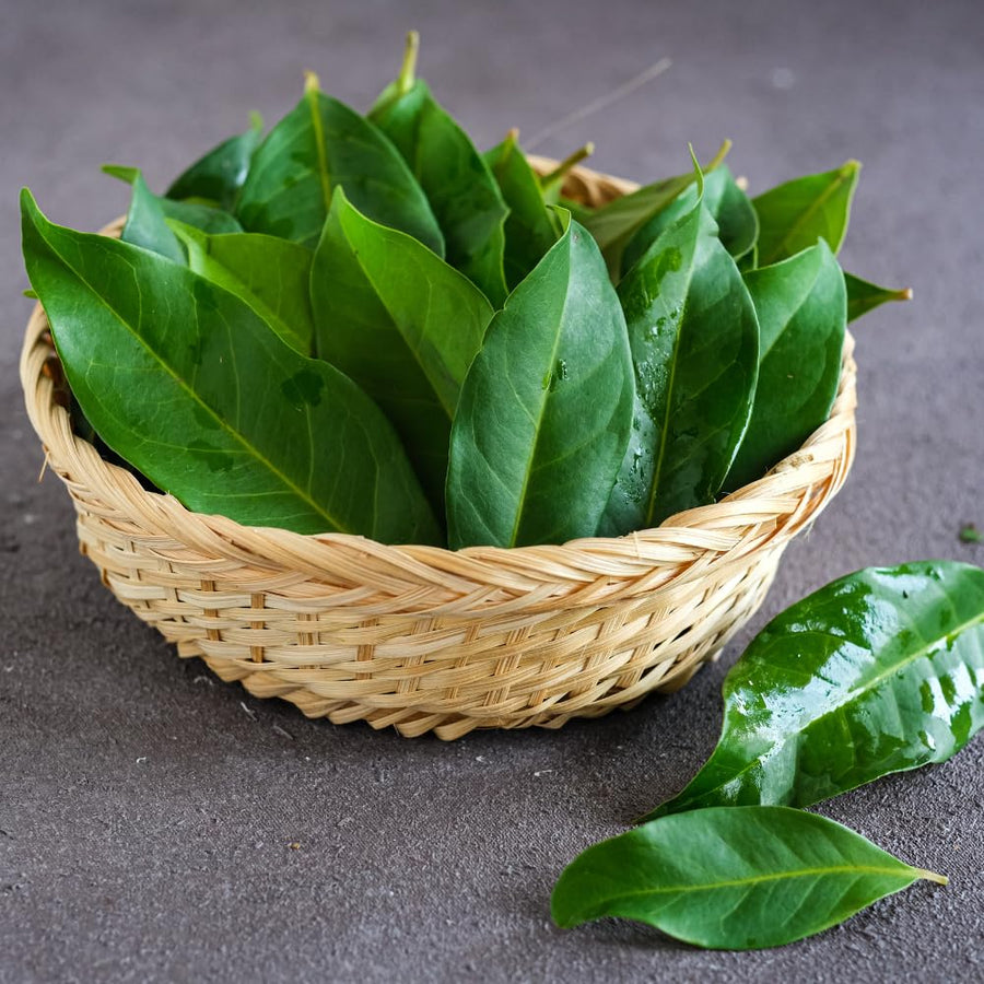 Bay Laurel Tree Live, Sweet Bay Leaf Tree, 8-10" Tall, Laurus Nobilis Culinary and Ornamental Herb Plant