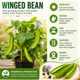 2PPP Winged Bean Plant Live in 4 Inch Pot, Bean Live Plant 5 Inches Tall, Well Rooted Vegetable Plant for Growing