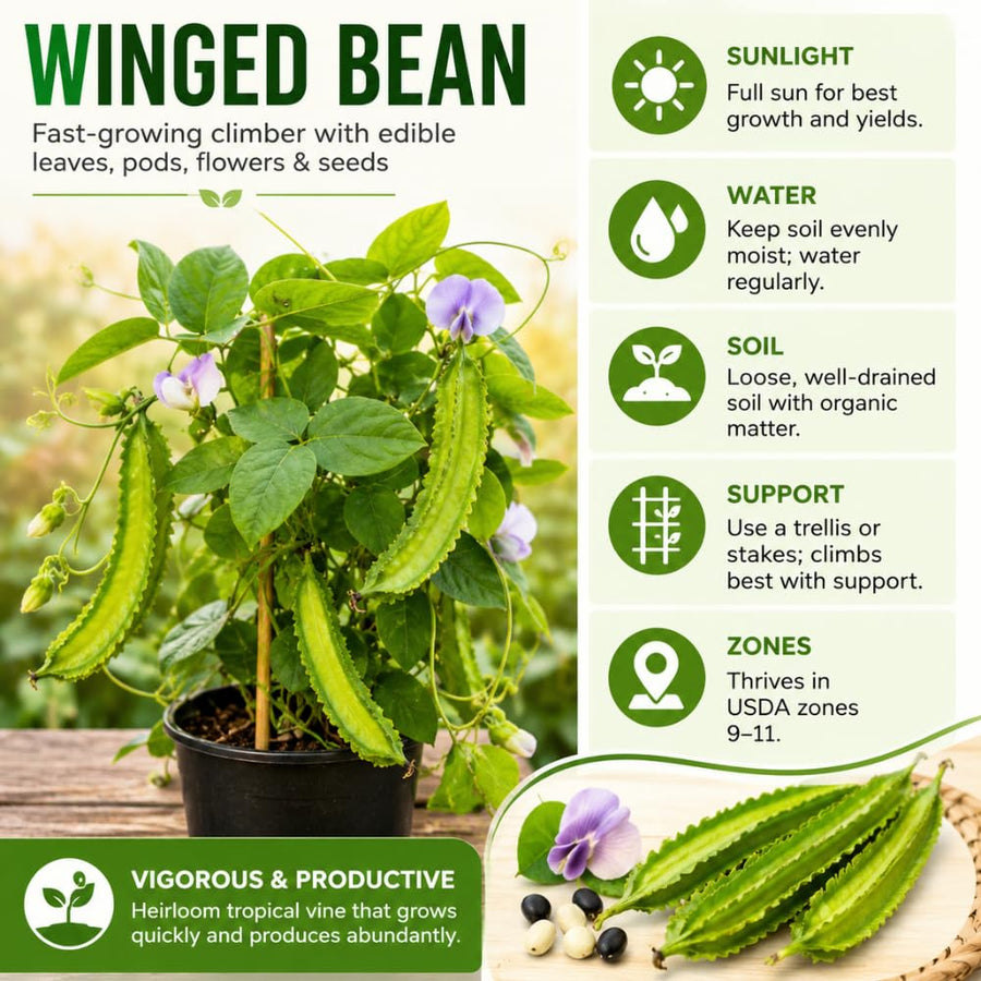2PPP Winged Bean Plant Live in 4 Inch Pot, Bean Live Plant 5 Inches Tall, Well Rooted Vegetable Plant for Growing