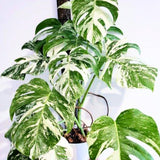 Philodendron Live Plant, Rare Variegated Houseplant for Home or Office, 5-8" Tall Tropical Indoor Plant (Variegated Philodendron Monstera Constellation)